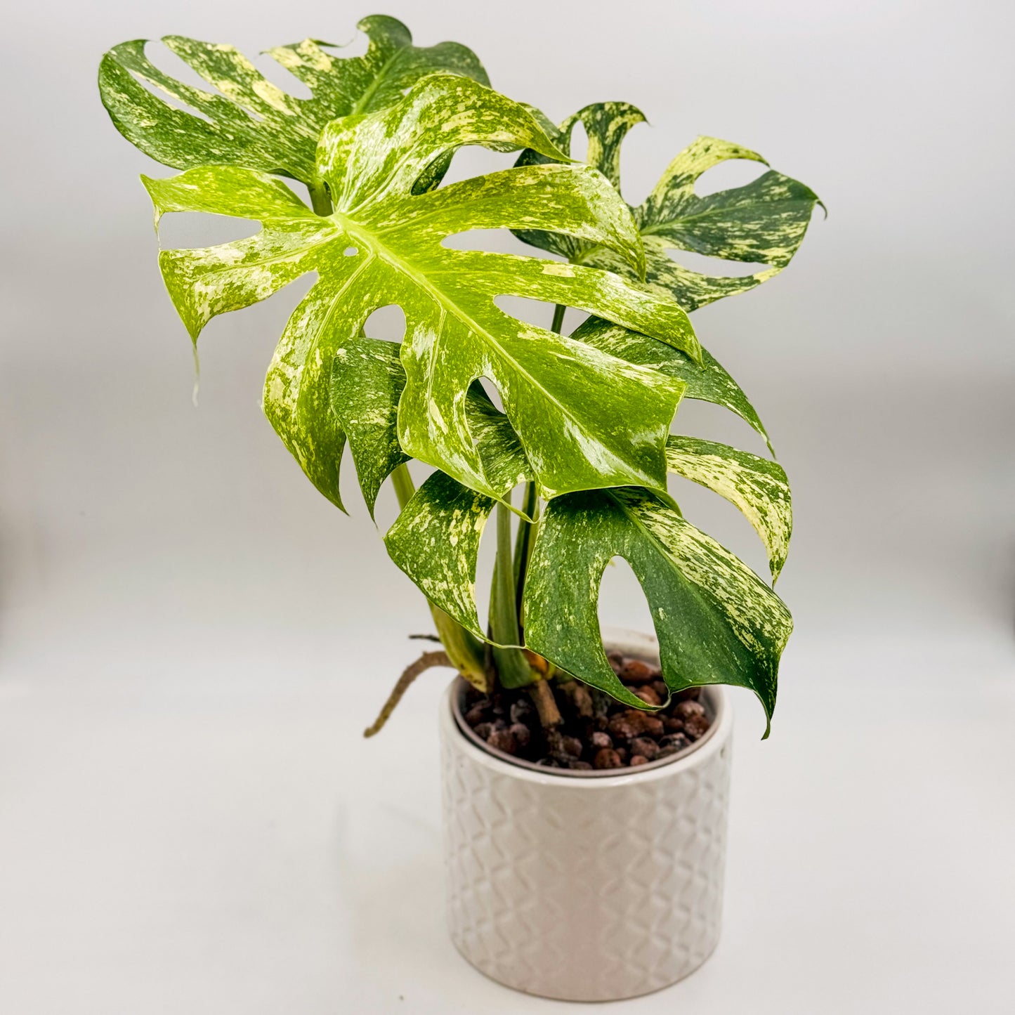 Variegated Monstera Deliciosa Mint (Large Form)