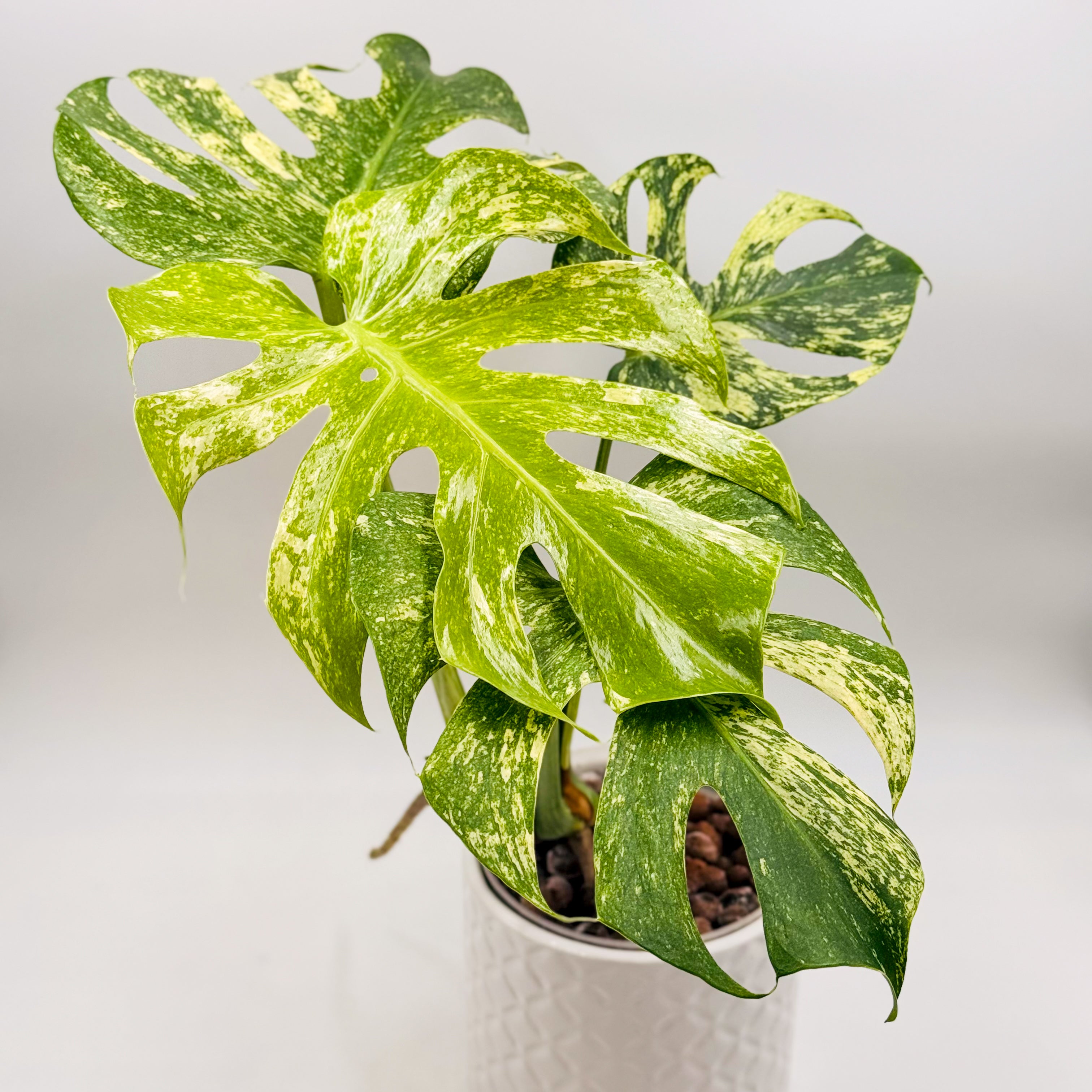 monstera deliciosa mint variegated Variegated Monstera Deliciosa Mint (Large Form) – Variegated Plants