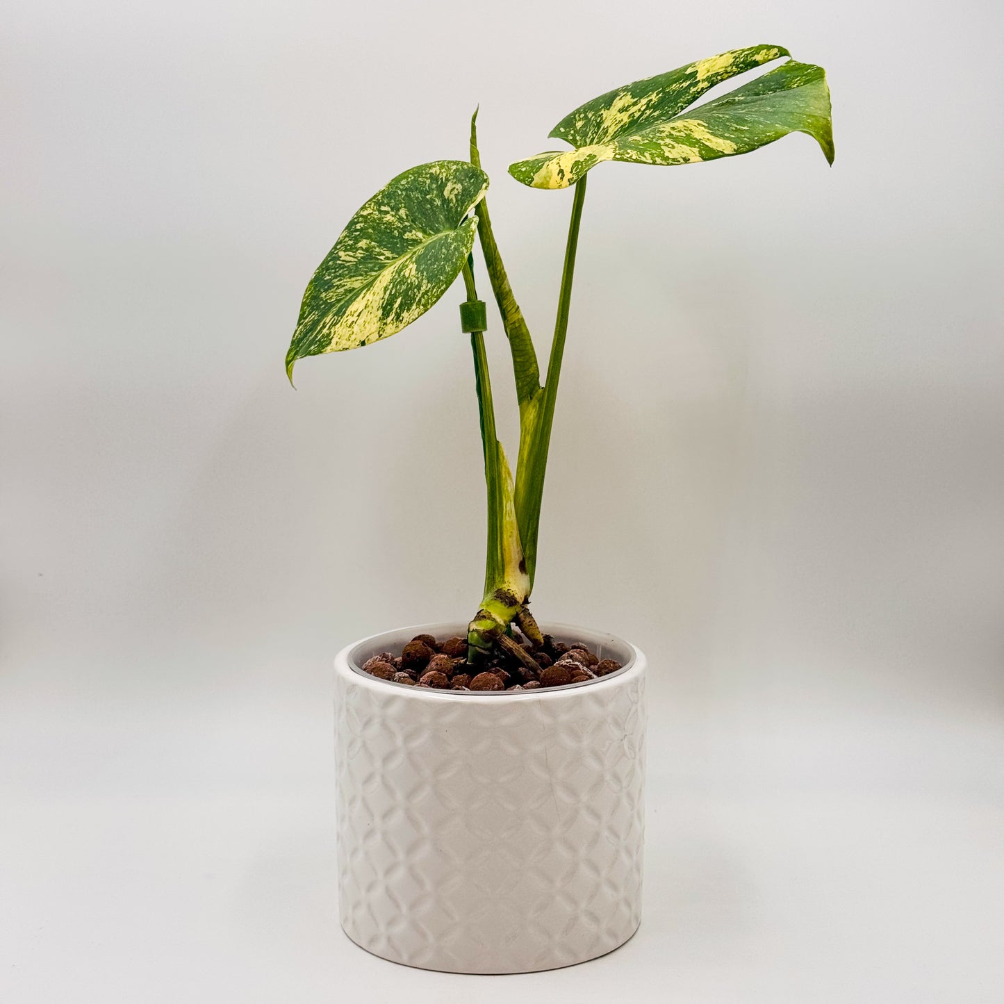 Variegated Monstera Deliciosa Mint (Large Form)