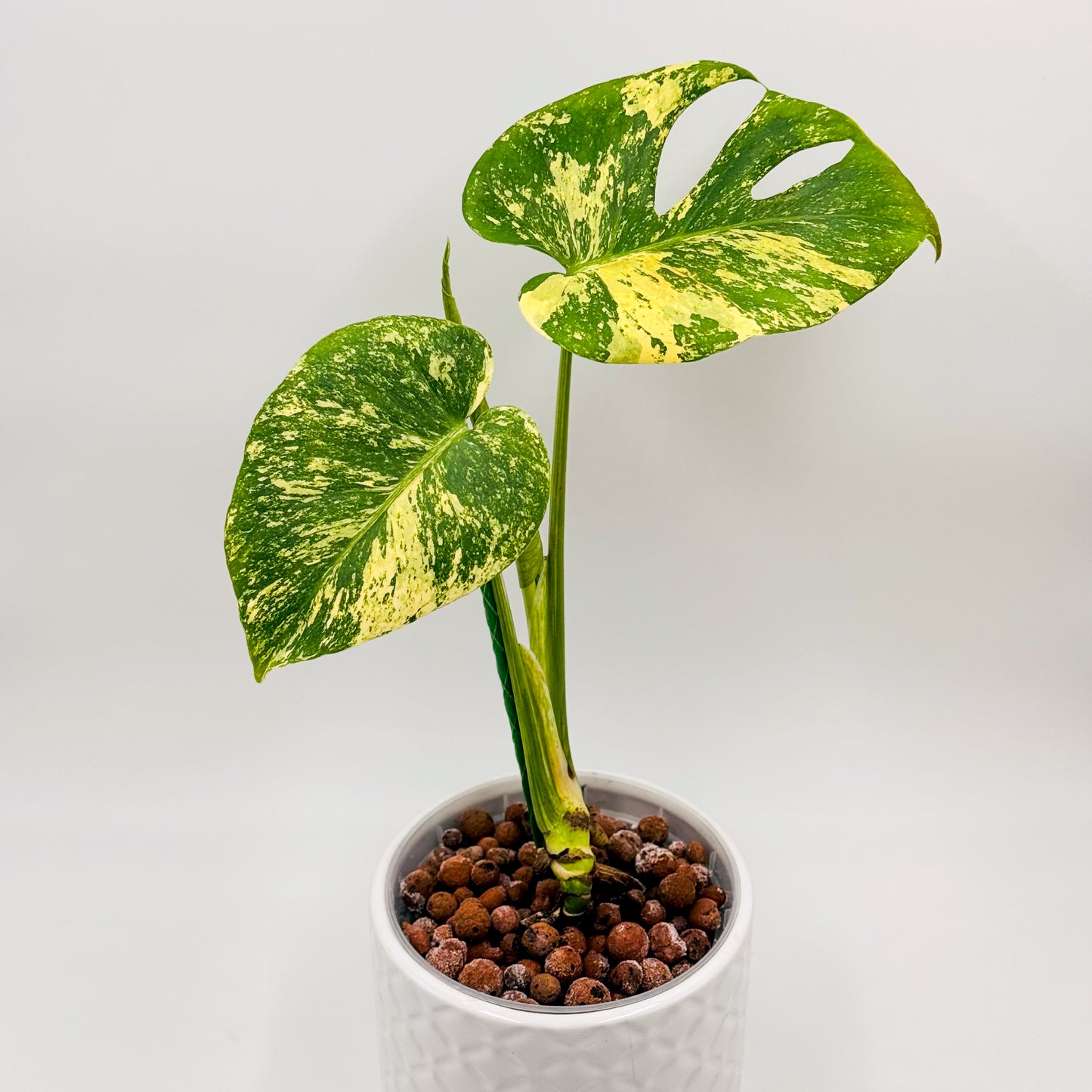 Variegated Monstera Deliciosa Mint (Large Form)