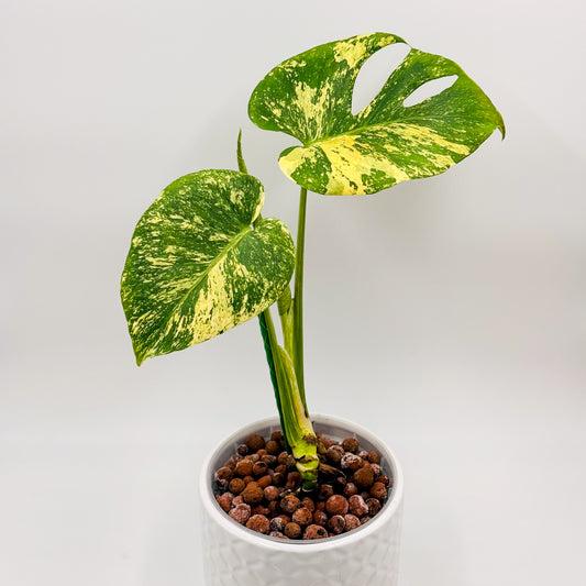 Variegated Monstera Deliciosa Mint (Large Form)