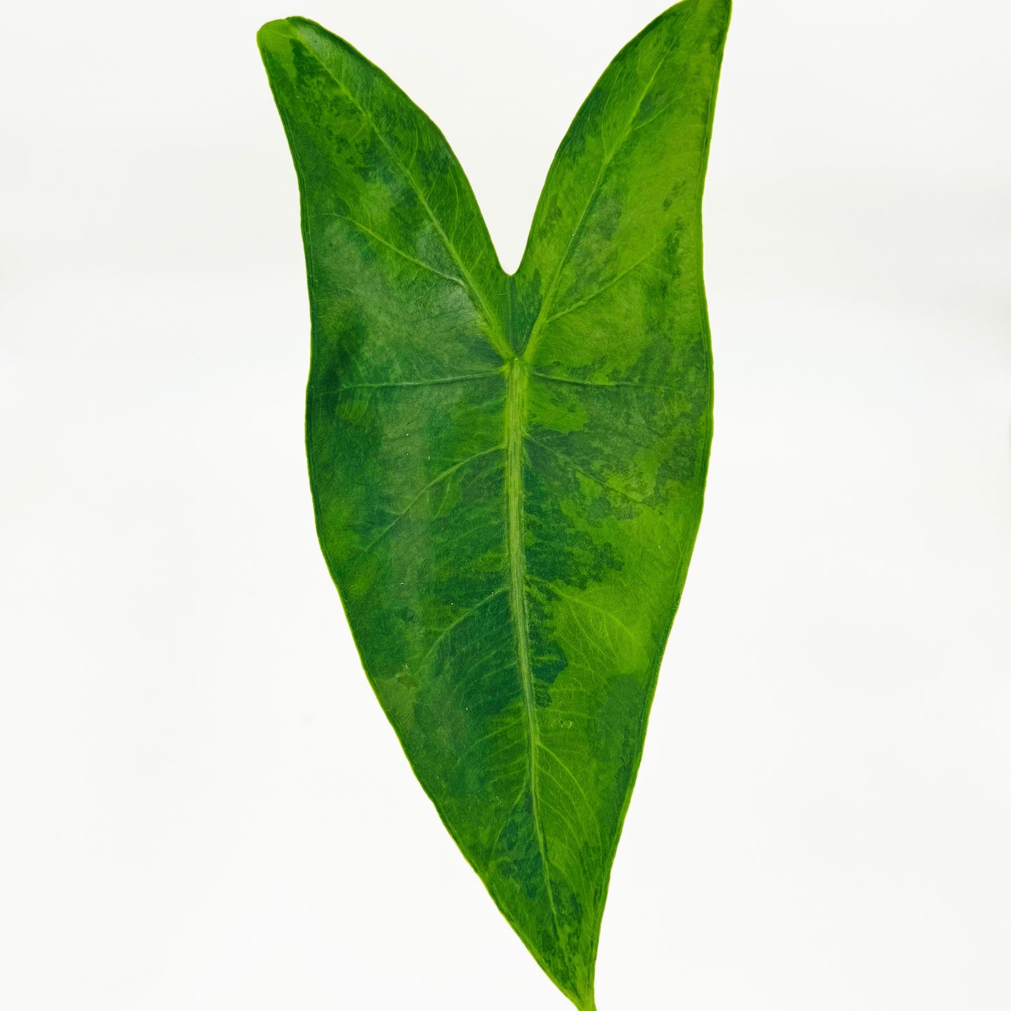 Variegated Alocasia Zebrina (Green on Green)