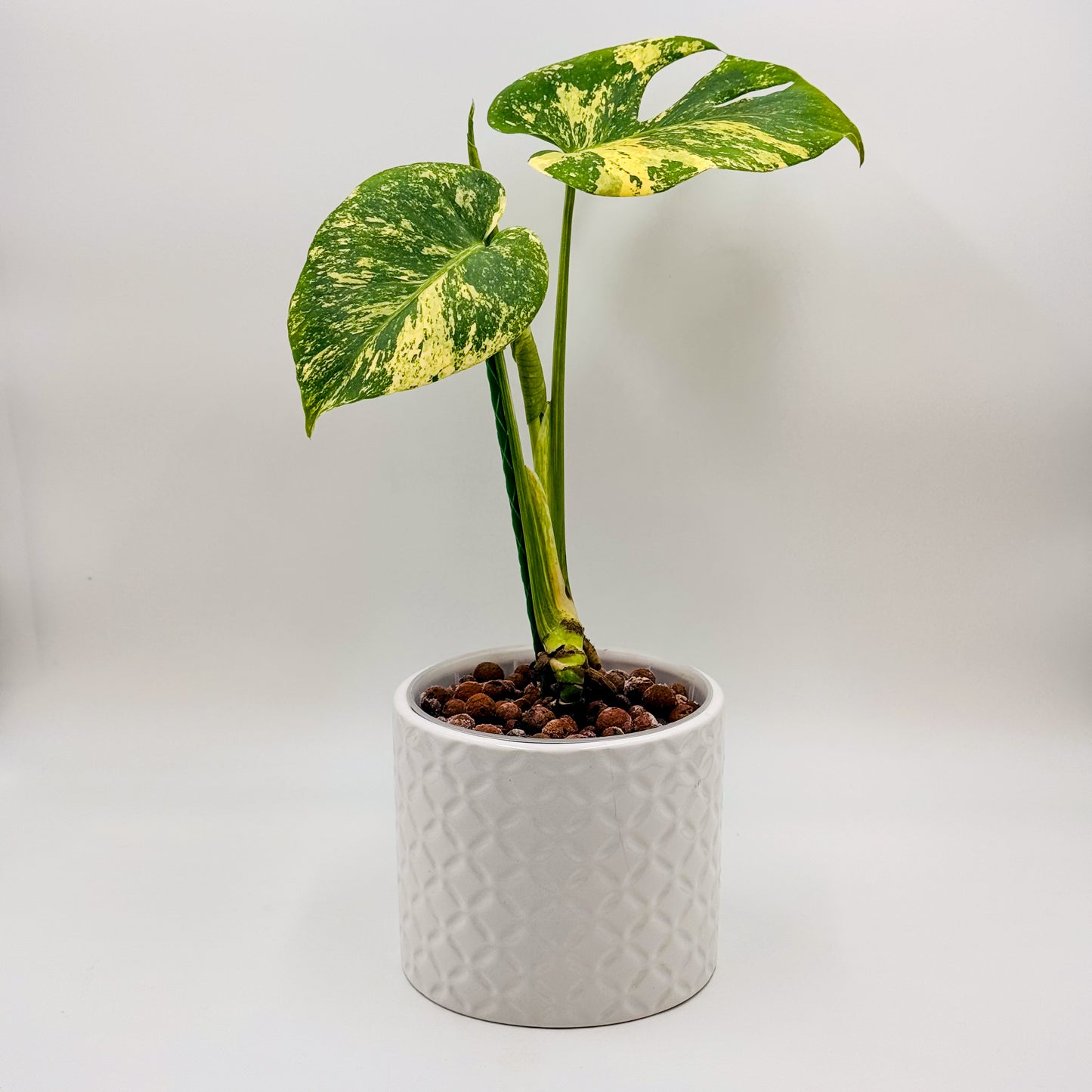 Variegated Monstera Deliciosa Mint (Large Form)