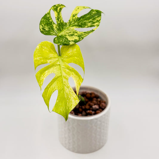 Variegated Monstera Deliciosa Mint (Large Form)