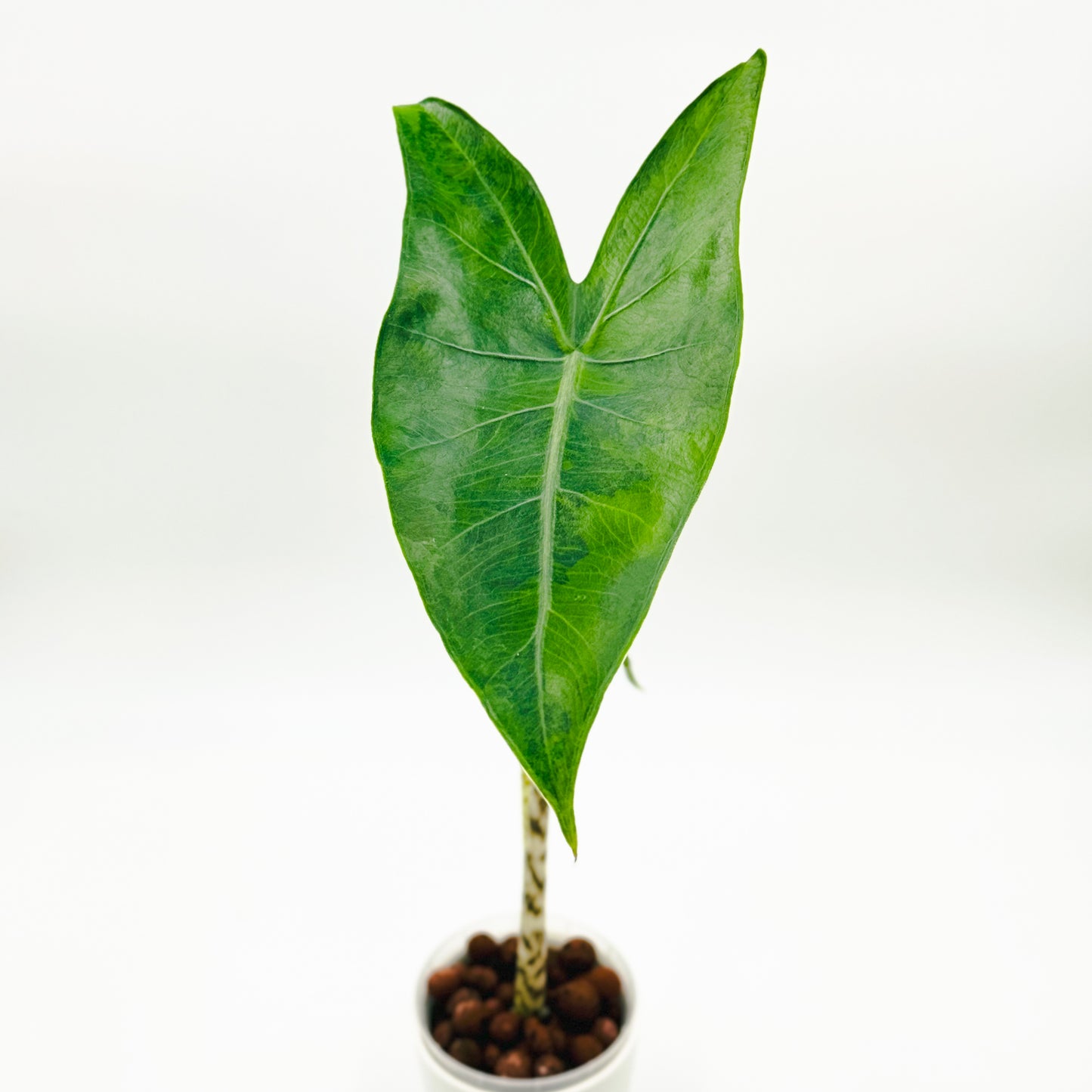 Variegated Alocasia Zebrina (Green on Green)