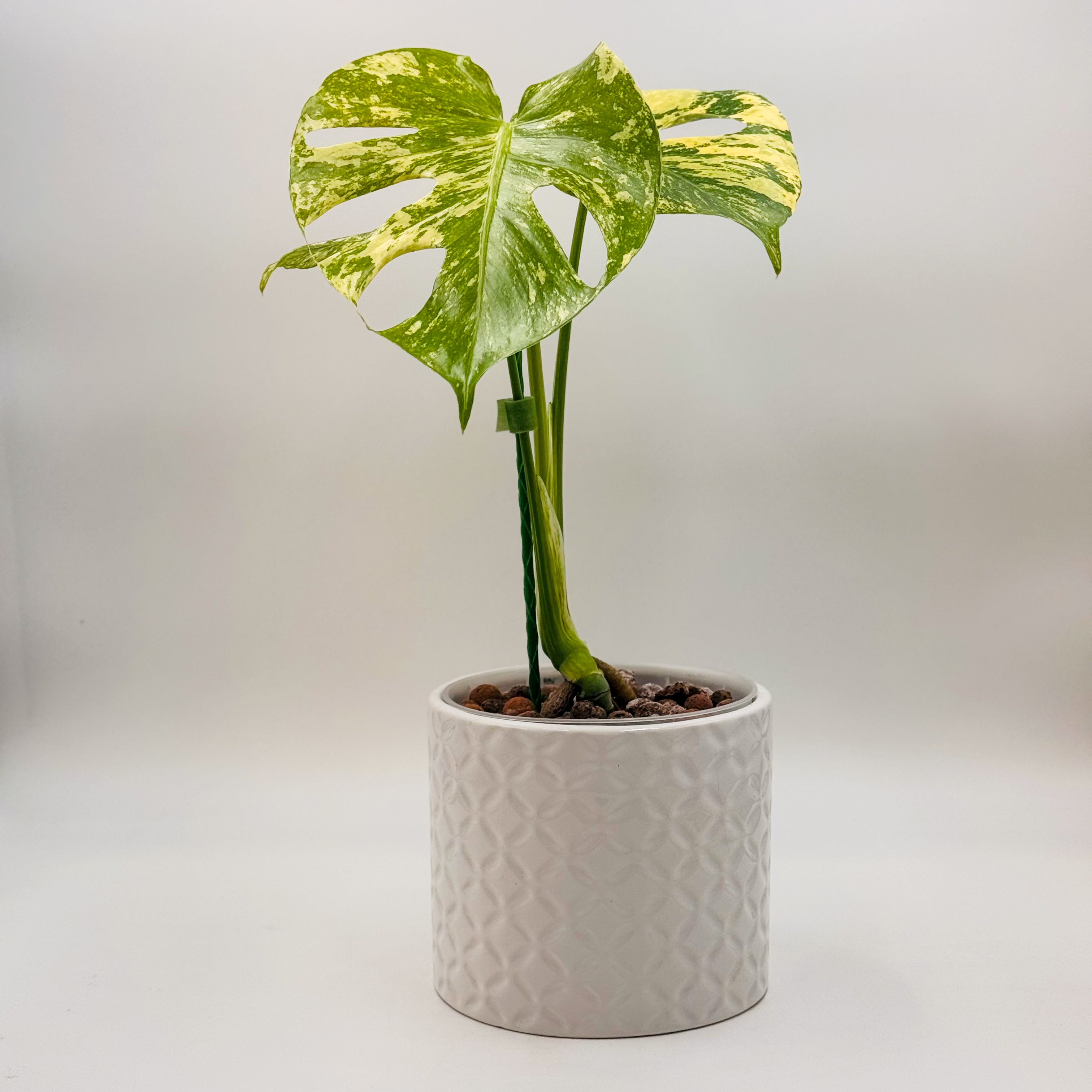 ブランド購入サイト Rare Monstera Deliciosa Mint Variegated Houseplant Guide モンステラ・ポトス