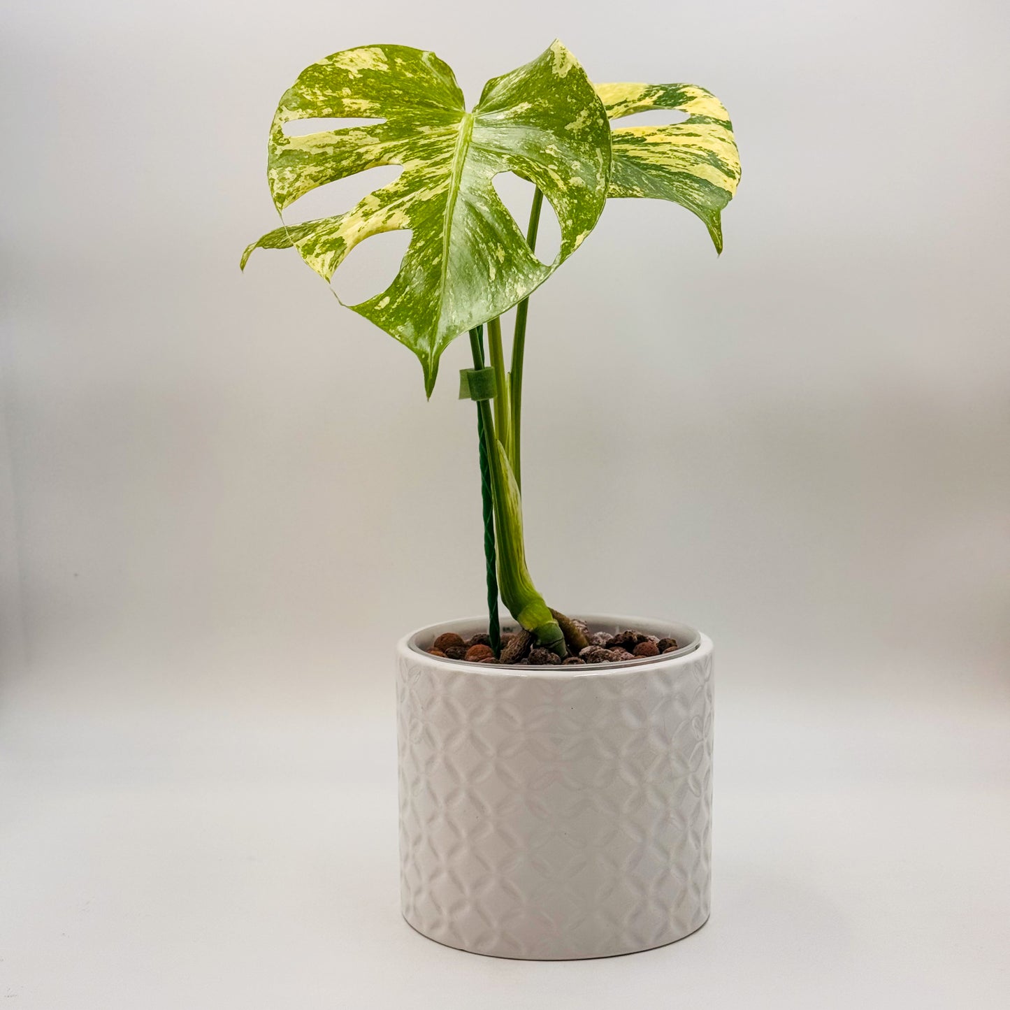 Variegated Monstera Deliciosa Mint (Large Form)