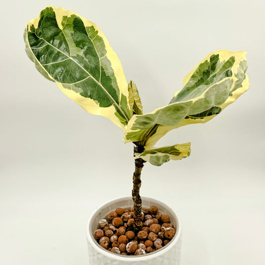 Variegated Fiddle Leaf Fig