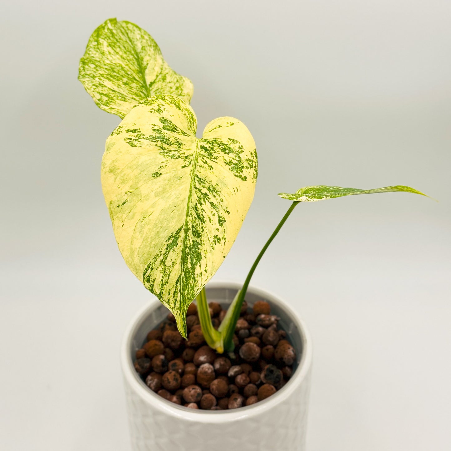 Variegated Monstera Deliciosa Mint (Large Form)